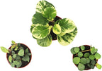 Surprise Peperomia - 4'' from California Tropicals