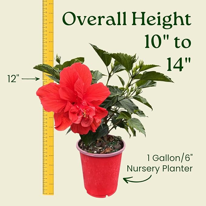 Double Red Hibiscus Bush, Overall Height 10" to 14", Live Tropical Hibiscus Plant (1 Gallon/6" Nursery Pot)