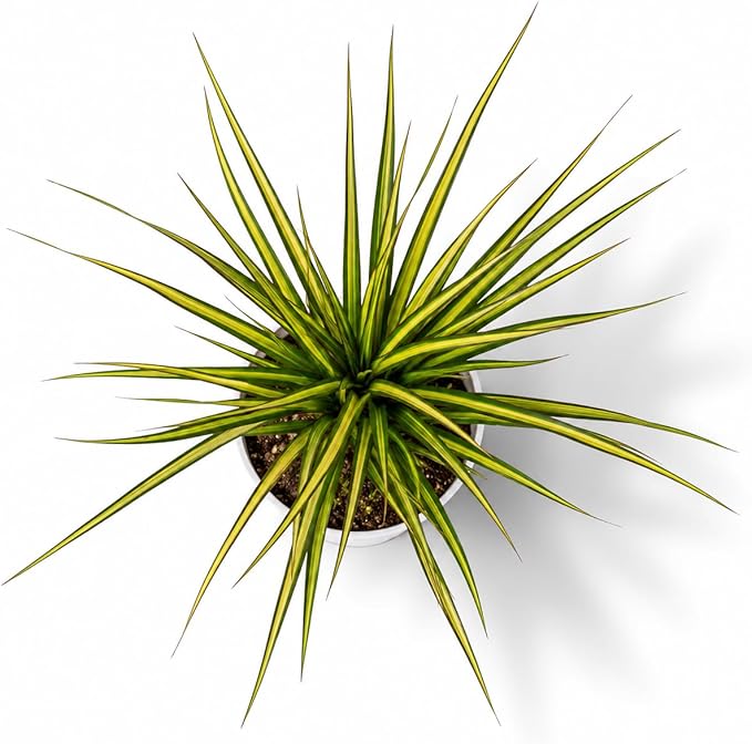 Dracaena Marginata Kiwi Live Plant, Low Light Tolerant Dracaena Plant Live, Air Purifying Plants Live Houseplants, Beginner Friendly House Plants for All Indoors Spaces