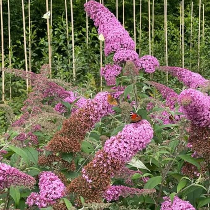 Pink Butterfly Bush Live Shrub Plant Shrub, Buddleia Bush Well Rooted, 5 to 10 Inc Tall