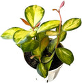 Hoya Australis Lisa, Pet Friendly, Live Indoor Plant, Very Unique and Easy to Care Live Plant in 4 inch Pot