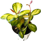 Hoya Australis Lisa, Pet Friendly, Live Indoor Plant, Very Unique and Easy to Care Live Plant in 4 inch Pot