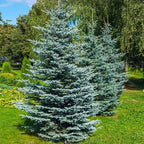 Brighter Blooms - Colorado Blue Spruce Tree, 1-2 ft. - No Shipping to AK, AZ, HI