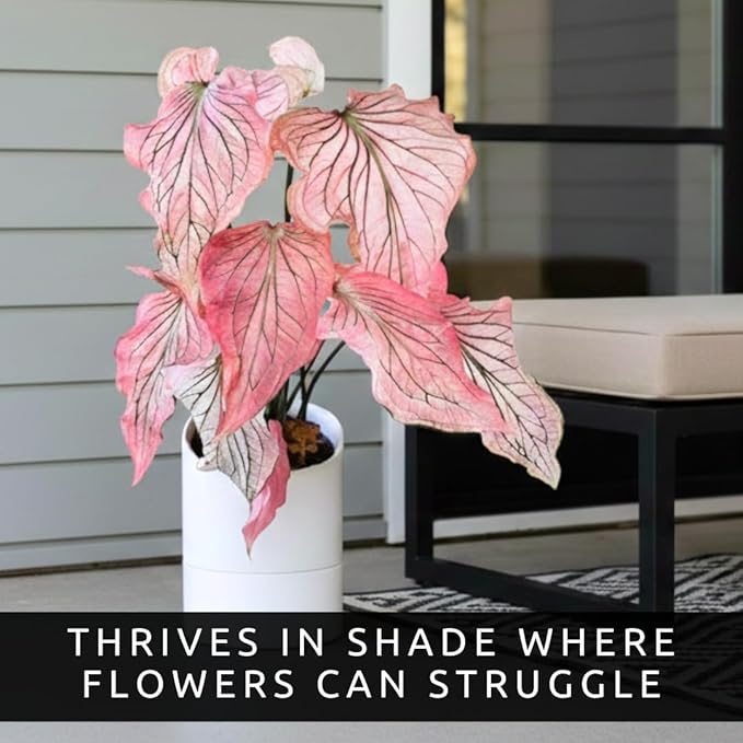 Pink Princess Caladium Bulbs for Planting - Beautiful Spotted Leafs Stand Out - Perennial Hosta, Elephant Ears, Fancy (10 Bulbs)