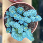 Blue Candle Curly Cactus Live Plant in 4" Pot, Rare Blue Cactus Succulent for Home Decor Outdoor Indoor Growing