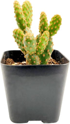 Live Cactus Plants, Fully Rooted 2-inch Cactus Succulent Plants, Rare Varieties for Gift or Home Decoration (Opuntia Rufida Minima Cinnamon Cactus)