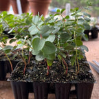 Fragrant Starter Eucalyptus Tree Plant Live, 5-8 Inches Tall, Dormant, Fragrant Leaf for Home Decor, Ready for Transplant (Silver Dollar)