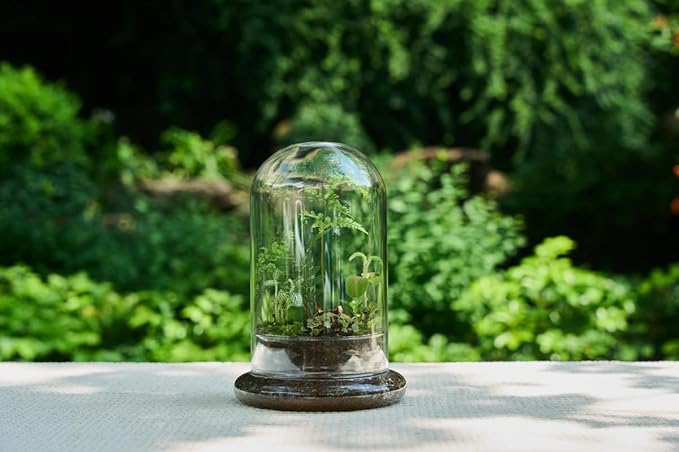 Glass Cloche Dome Terrarium with Base & Ventilation Holes -7.9"x4.7"Clear Display Case for Carnivorous Plants,Succulents,Venus Flytrap & Eternal Roses,Small Desktop Decor Gift Box(No Plants Included)