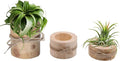 Wooden Air Plant Holder Pack of 3 Wooden Air Plants Holders Air Plants Terrarium Tillandsia Streptophylla Xerographica Holders Succulent Pot Tea light Holder
