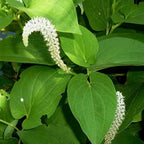 Chalily Native Lizard's Tail, a Great Live Pond Plant for Your Water Garden. Filters The koi and Goldfish Pond. Good for Bogs, Plant Shelf or Shallow Water This marginal Aquatic is a Real Beauty
