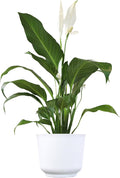 Altman Plants Peace Lily Plant Decor with 6 Inch White Plant Pot, Easy to Grow House Plant, Desk Plant & Office Plant, Easy Plant Gift, Air Purifying Plants Grow in Indoor Plant Potting Soil Mix