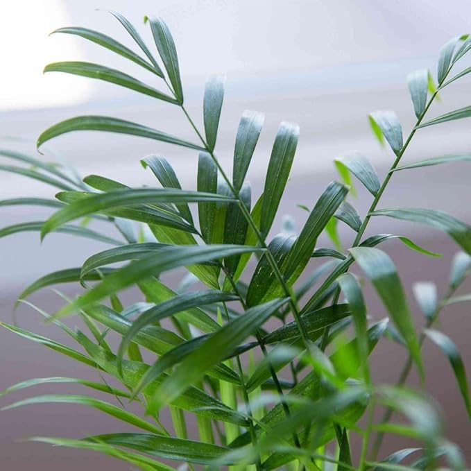 Parlor Palm Live Plant for Indoor | Different Houseplants in 4'' & 6'' Pot | Real House Plant for Living Room, Office, Desk & Bathroom | Neanthe Bella Palm | Chamaedorea elegans