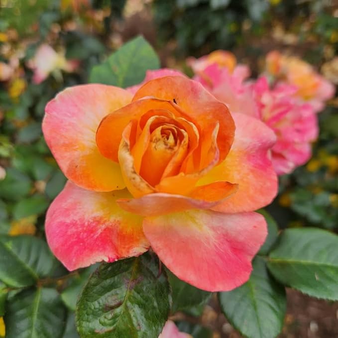 Rose Live Plant, Roses Flower Plant, Fragrant Flower for Planting, 4-6 Inches Tall, Bush Shrub Plants, Well Rooted, Ready to Grow (Orange Pink Rose)