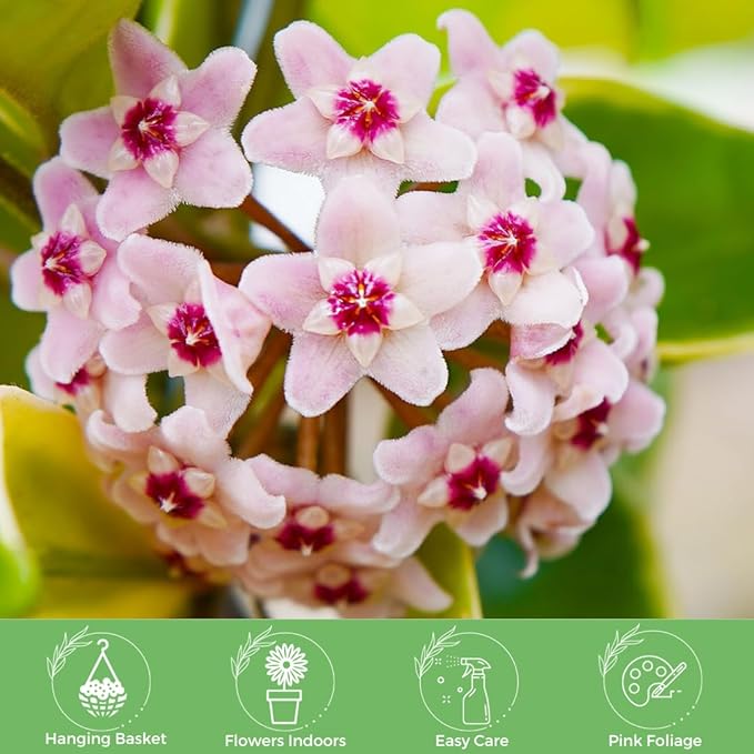 American Plant Exchange Hoya Krimson Queen, 8-Inch Hanging Basket, Flowering Indoor Houseplant, Live Wax Plant, Cascading Pink and White Foliage