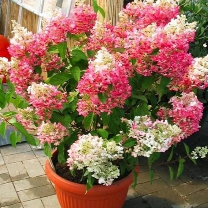 Hydrangea Live Plant, 6-12 Inch Tall, Hardy Flowering Shrub in 2.5" Pot, Outdoor Garden Hydrangea Bush (Pink Hydrangea)