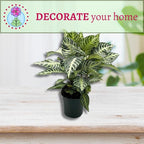 BubbleBlooms Saffron Spike Zebra Plant, Aphelandra squarrosa, Zebraplant in a 4 inch Pot