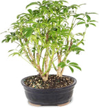 Brussel's Bonsai Live Hawaiian Umbrella Indoor Bonsai Tree - 3 Years Old; 7" to 10" Tall with Decorative Container