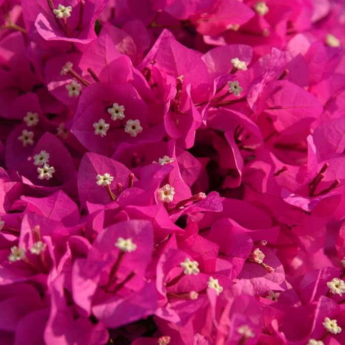 2 Bougainvillea Live Plants, Tropical Bougainvillea Flowering Vine, Fast Growing Outdoor and Container Plant, 4-8'' Tall (Vibrant Pink)