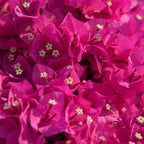 2 Bougainvillea Live Plants, Tropical Bougainvillea Flowering Vine, Fast Growing Outdoor and Container Plant, 4-8'' Tall (Vibrant Pink)