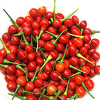 Wiri Wiri Pepper Plants, Rare Caribbean Chili, Fruity and Spicy, Indoor and Outdoor Growing, 2 Live Starter Plants