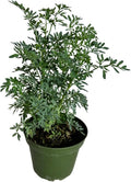 Ruda Rue Plant 4 inch Pot Herb Live Plant