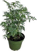 Ruda Rue Plant 4 inch Pot Herb Live Plant