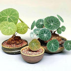 Stephania Cephalantha Live Plant, 3-3.5" Caudex with Sprouts, Rare Hardy Caudex Succulent Houseplant for Indoor Growing and Home Décor