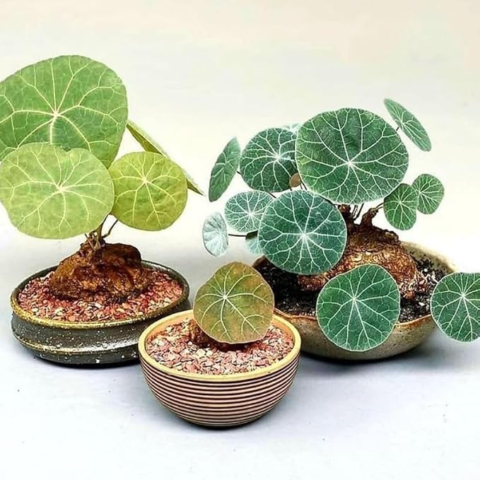 Stephania Cephalantha Live Plant, 2-2.5" Caudex with Sprouts, Rare Hardy Caudex Succulent Houseplant for Indoor Growing and Home Décor