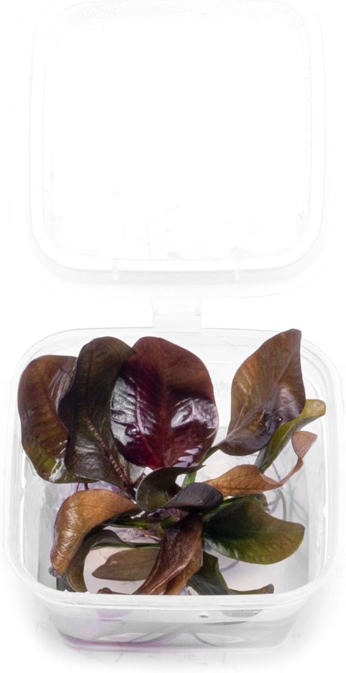 Ultum Nature Systems Live Tissue Culture - Echinodorus 'Reni' (Echinodorus reni) - Easy - Medium to High Light - Red and Green Accent - Midground - 100% Snail Free Grown in-Vitro - Small Cup