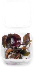 Ultum Nature Systems Live Tissue Culture - Echinodorus 'Reni' (Echinodorus reni) - Easy - Medium to High Light - Red and Green Accent - Midground - 100% Snail Free Grown in-Vitro - Small Cup