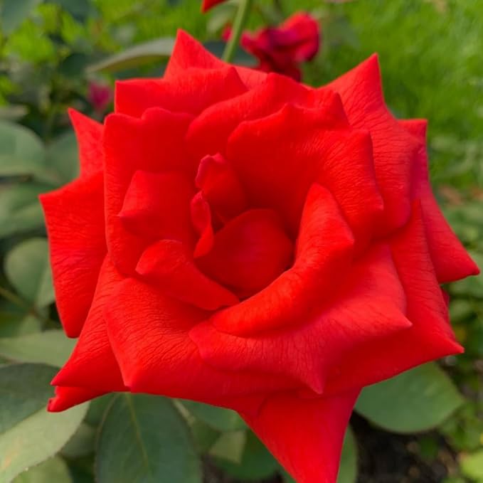 Light Red Climbing Rose Live Plant, Can Grow As Rose Bushes Shrubs, Fragrant Ready to Plant, Starter Size, 5 to 10 Inc Tall, Dormant in Winter