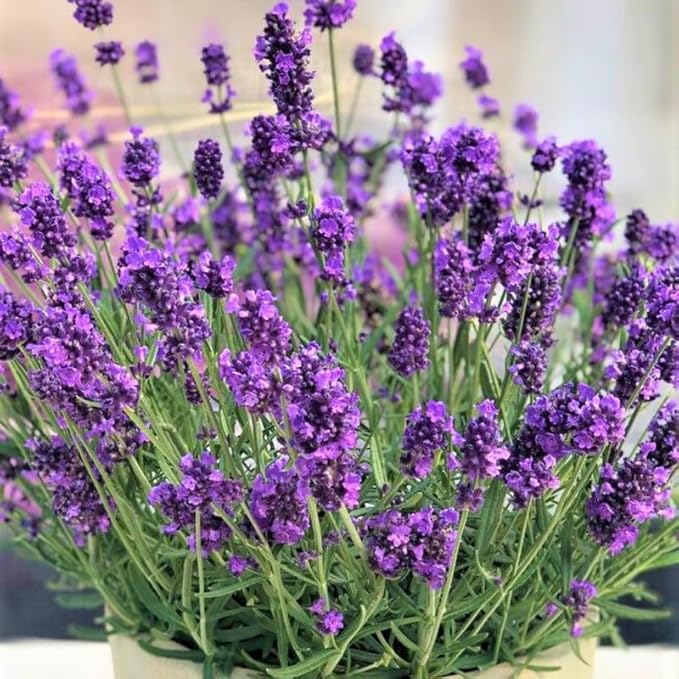 4 Lavender Plants Live Starter Plants 4-6" in Tall, Hardy Perennial Lavender for Garden and Landscape with Fragrant Purple Blooms, No Pot (Purple)