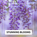 Wisteria Bonsai Tree Seedling for Planting - 1 Year Old Well Rooted Seedling - Fast-Growing Ornamental Tree with Violet-Purple Flowers and Fragrant Sweet Scent