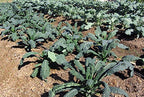 1000 Kale Mixed Seeds, This is a Mix Dwarf Blue Curled, Lacinato Dinosaur, Siberian Dwarf, Russian Red, Heirloom Non-GMO USA Grown Brassica oleracea