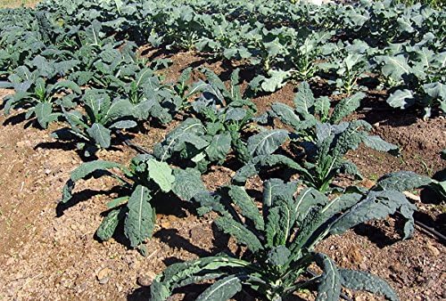 1000 Kale Mixed Seeds, This is a Mix Dwarf Blue Curled, Lacinato Dinosaur, Siberian Dwarf, Russian Red, Heirloom Non-GMO USA Grown Brassica oleracea