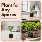 My Shelfie – Japanese Boxwood Bonsai Starter Tree (Buxus microphylla Japonica), 2-Inch Live Evergreen Shrub for Indoor or Outdoor Garden, Hedge, and Landscape Décor (3)