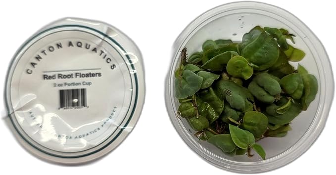 Red Root Floaters Live Plant, Floating Plants for Aquarium Surface Shade, Easy Care for Freshwater Fish Tanks and Ponds 1-2 Ounce Portion