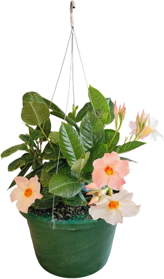 Mandevilla Plants (Giant Peach, 12" Hanging Basket)