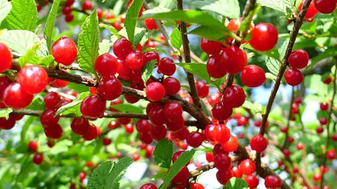 Live Nanking Cherry Shrub Tree, 12-18 Inches, Hardy Perennial Starter Plant, Fast-Growing, Pack of 3