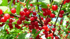 Live Nanking Cherry Shrub Tree, 12-18 Inches, Hardy Perennial Starter Plant, Fast-Growing, Pack of 3