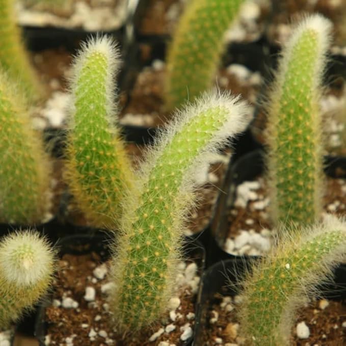 Monkey Tail Cactus Live Plant, Rare Trailing Cactus Indoor Houseplant 3-6 Inch Tall, Hanging Basket, Container Growing