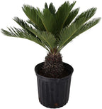 American Plant Exchange Sago Palm – Live 10-Inch Potted Tropical Plant, Easy-Care Indoor & Outdoor Palm, Low-Maintenance Drought-Tolerant Cycad for Home, Office, Patio & Landscape Décor