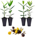Olive Tree Mission (4 Pack) Real Olea Europaea | Easy to Grow Plants | Great Gift for Celebrations | Grow Your own Food on Your Edible Organic Garden| Edible Fruit Plant Live for Planting|