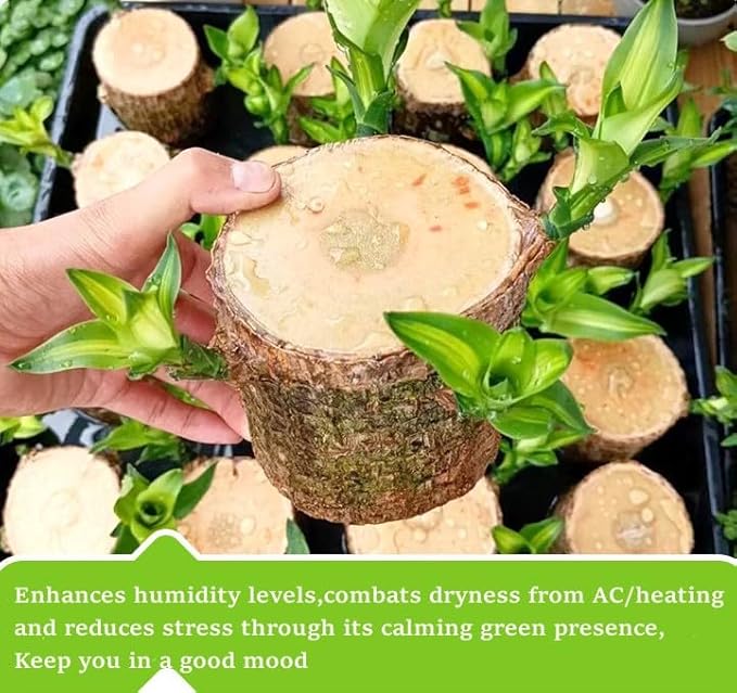 Brazilian Wood Plant,Mini Brazil Lucky Wood,Swelling Stage,Nearing Germination Lucky Tree,Budding Takes just 7-15 Days,Brazilian Tree Perfect for Home,Office Desktop Decoration (with Panda Statue)