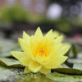 Mainam Mix Colorful Hardy Water Lily Tuber Live Aquarium Plant for Freshwater Fish Pond Balcony Buy 2 GET Fertilizer Free (Yellow Nymphaea Helvola)