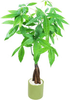 Athena's Garden Money Tree Plant Indoor Live Plant Pachira Money Tree with Ceramic Planter 18 Inches Tall, Green Pot - White Rocks, Medium