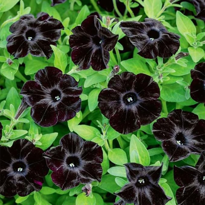 300+ Black Petunia Flower Seeds for Planting - Heirloom Rare Petunia Flower Seeds for Home Garden