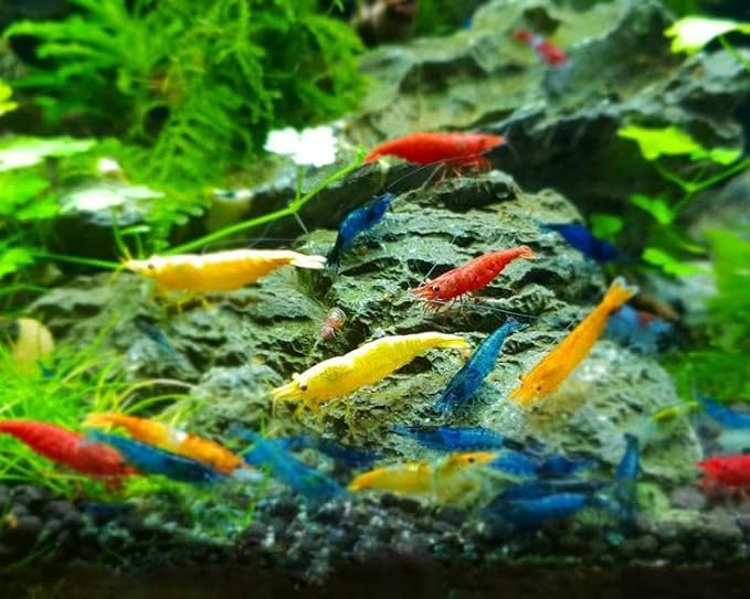 SF Aquatic™ 20 Mix Neocaridina High Grade Neocaridina Live Freshwater Aquarium Shrimps. Fully Mature Breeding Age. Live Arrival Guarantee.