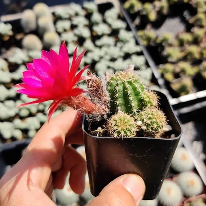 Live Succulent Cactus Plants from USKC (2" Pot) (Chamaelobivia 'Rose Quartz' Peanut Cactus)