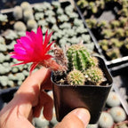 Live Succulent Cactus Plants from USKC (2" Pot) (Chamaelobivia 'Rose Quartz' Peanut Cactus)